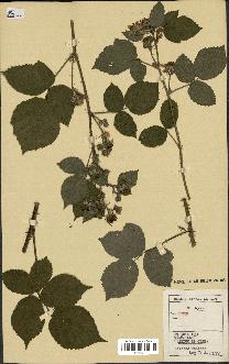 spécimen de Rubus sp.
