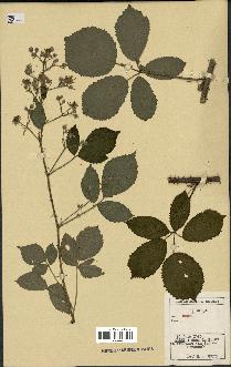 spécimen de Rubus sp.