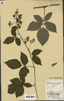 spécimen de Rubus sp.