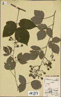 spécimen de Rubus sp.