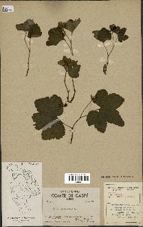 spécimen de Rubus chamaemorus