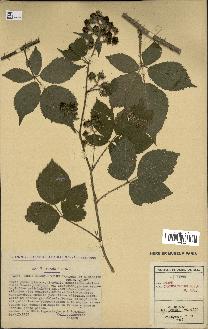 spécimen de Rubus chaerophyllus