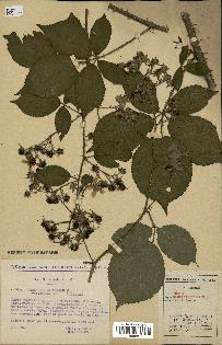 spécimen de Rubus carpinifolius