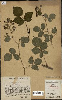 spécimen de Rubus carpinifolius