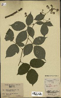 spécimen de Rubus carpinifolius