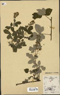 spécimen de Rubus sp.