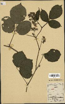spécimen de Rubus sp.