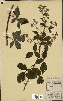 spécimen de Rubus sp.