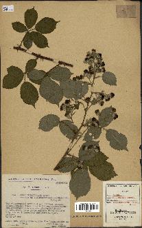 spécimen de Rubus villicaulis