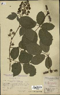 spécimen de Rubus villicaulis