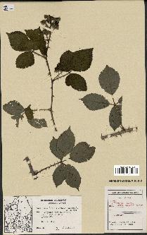 spécimen de Rubus villicaulis