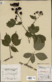 spécimen de Rubus carpinifolius