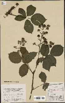 spécimen de Rubus carpinifolius