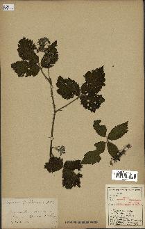 spécimen de Rubus fuscus x chlorostachys