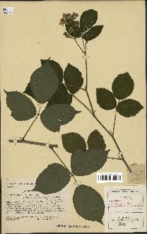 spécimen de Rubus foliosus