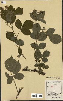 spécimen de Rubus sp.