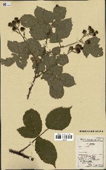 spécimen de Rubus sp.