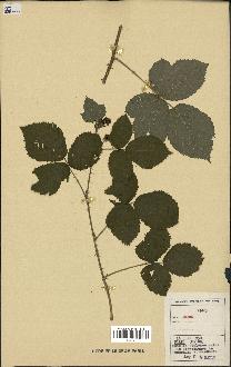 spécimen de Rubus sp.