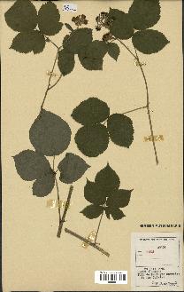spécimen de Rubus sp.