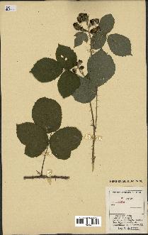 spécimen de Rubus sp.
