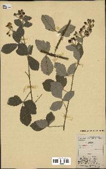 spécimen de Rubus sp.