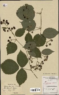 spécimen de Rubus chlorothyrsus