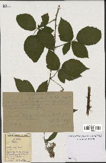 spécimen de Rubus villicaulis