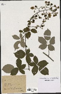 spécimen de Rubus ulmifolius