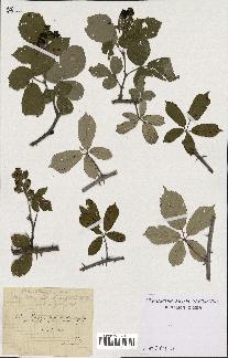 spécimen de Rubus ulmifolius