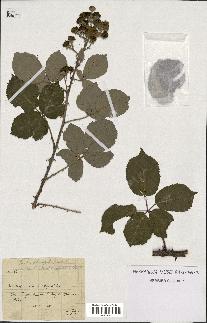 spécimen de Rubus ulmifolius