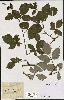 spécimen de Rubus thyrsoideus