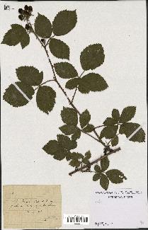 spécimen de Rubus thyrsoideus