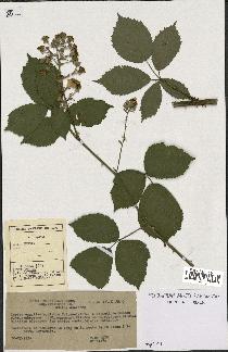 spécimen de Rubus thyrsoideus