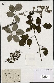 spécimen de Rubus striatus