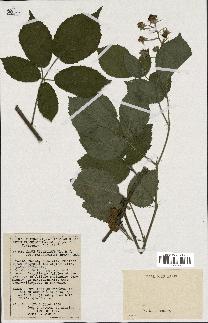 spécimen de Rubus silvaticus