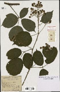 spécimen de Rubus schmidelyanus