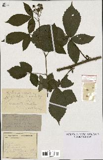 spécimen de Rubus schmidelyanus