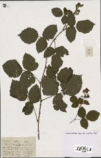 spécimen de Rubus reflexicalyx