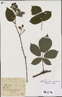 spécimen de Rubus radula