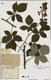 spécimen de Rubus radula