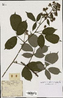 spécimen de Rubus radula