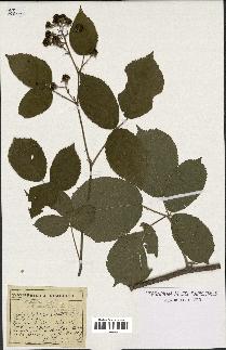 spécimen de Rubus gratiosus