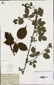 spécimen de Rubus fastigiatus