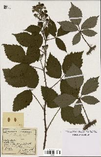 spécimen de Rubus discerptus