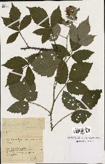 spécimen de Rubus discerptus