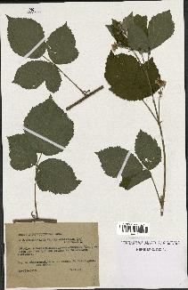 spécimen de Rubus macrophyllus