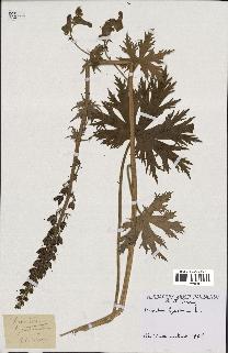 spécimen de Aconitum lycoctonum