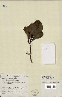 spécimen de Scaevola sericea