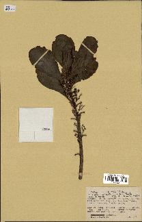 spécimen de Scaevola sericea