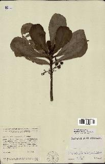 spécimen de Scaevola sericea